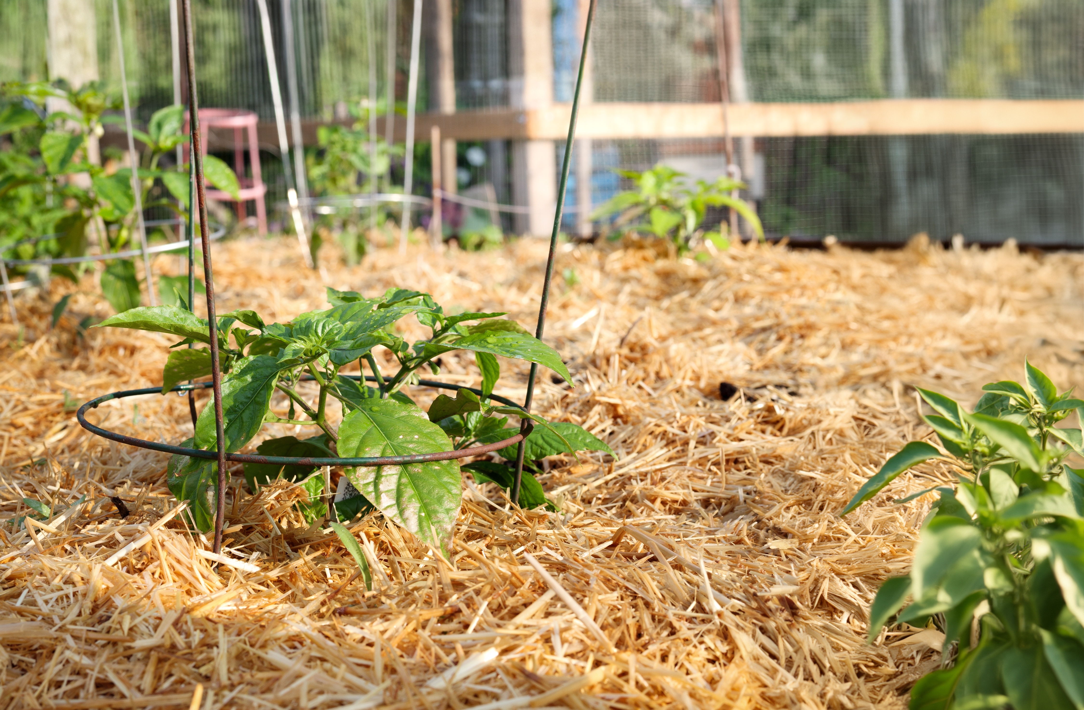Circular Grow